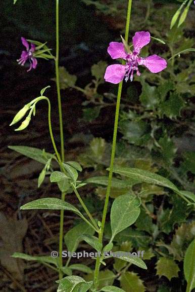 clarkia rhomboidea 7 graphic